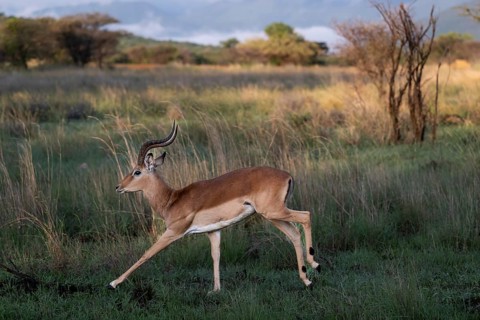 Male Black Heeler Antelope or Impala (Aepyceros melampus) Qwabi Private Game Reserve, Biosphere