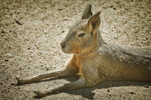 Portrait of Patagonian Mara (Dolichotis patagonum) Bulgaria