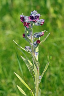 Cynoglossum officinale, Houndstongue, Cynoglossum officinale