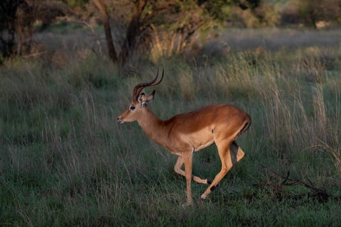 Male Black Heeler Antelope or Impala (Aepyceros melampus) Qwabi Private Game Reserve, Biosphere