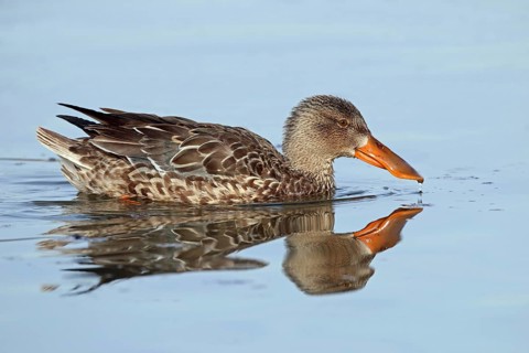 Shoveler, Spatula clypeata, female