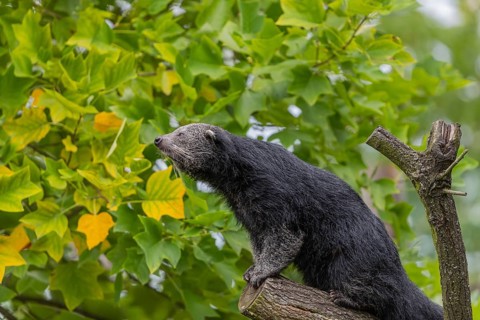 One binturong (Arctictis binturong), or bearcat balancing over branches framed by green leafs
