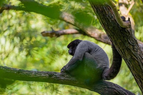 A common woolly monkey, brown woolly monkey, or Humboldt's woolly monkey (3) (Lagothrix