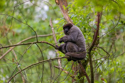A common woolly monkey, brown woolly monkey, or Humboldt's woolly monkey (Lagothrix lagothricha)