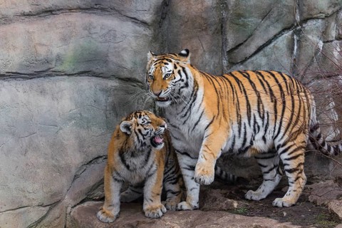 Siberian Tiger Mother with one cub, Panthera tigris altaica, playing with each other. Rock wall