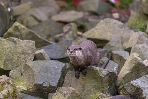 One oriental small-clawed otter or Asian small-clawed otter (Aonyx cinerea), sitting on a rock in