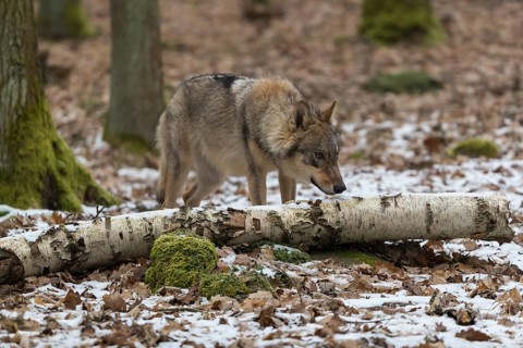 One young male eurasian gray wolf (Canis lupus lupus) running thru the snow-covered undergrowth of