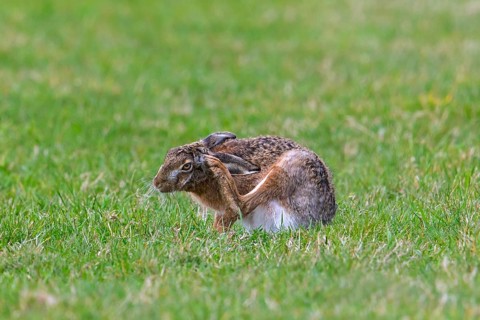 European brown hare (Lepus europaeus) scratching ear with hindfoot in field, grassland in spring
