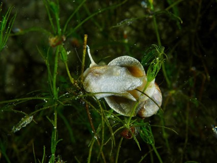 A river cover snail, Viviparus viviparus, gliding between algae and plants in the water, Wildsau