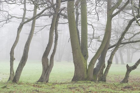English oaks (Quercus robur) in fog, Emsland, Lower Saxony, Germany, Europe