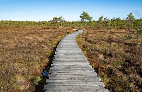 Plank path through the Black Moor, blue sky, near Fladungen, Bavarian Rhön Biosphere Reserve,