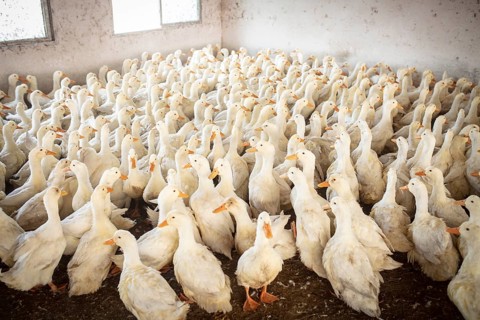 Ducks ready for slaughter at the duck breeding station Jiang Su Xiang Gui Breeding Co. Ltd, Xiang
