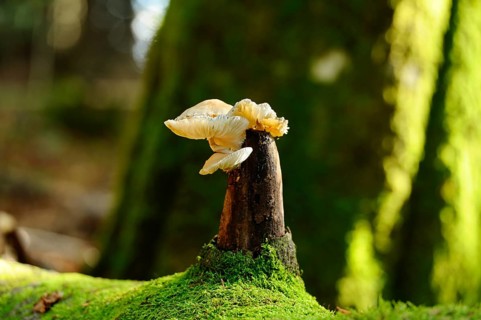 Mushrooms growing from a moss-covered tree stump in a forest with a sun-drenched environment, beech