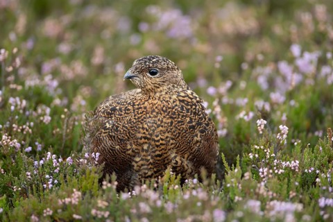 Red grouse (Lagopus lagopus scotica) adult bird in flowering moorland Heather plants in summer,