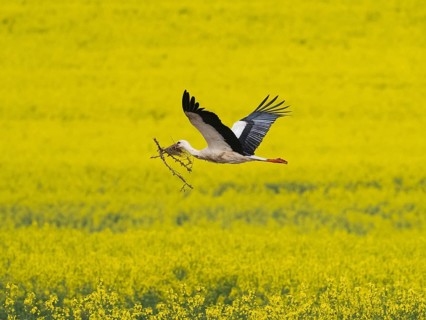 White Stork (Ciconia ciconia), male adult bird carrying nesting material in its bill, flying over a