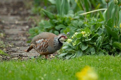 Red legged or French partridge (Alectoris rufa) adult bird on an urban garden lawn, England, United