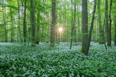 Near-natural deciduous forest with flowering wild garlic (Allium ursinum), sun star, Hainich
