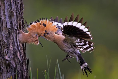 Hoopoe (Upupa epops) Bird of the Year 2022, male with a beetle as food for the young bird, feeding,