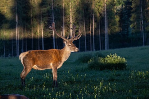 One Altai maral stag, Altai wapiti or Altai elk (Cervus canadensis sibiricus) standing on a meadow