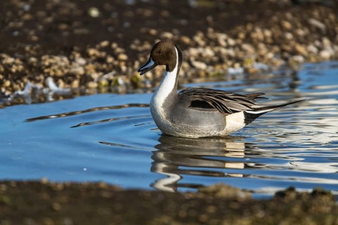 Northern Pintail, Anas acuta, male on winter marshes