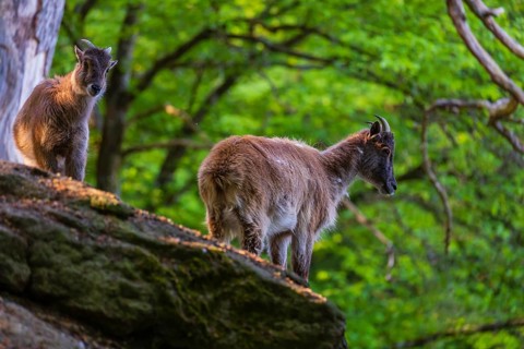 Two female Himalayan grays (Hemitragus jemlahicus) are standing on a rock in a green forest