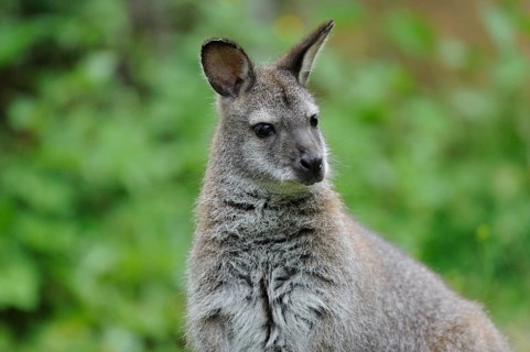 Kangaroo with attentive gaze in a green, natural habitat, red-necked wallaby (Macropus rufogriseus