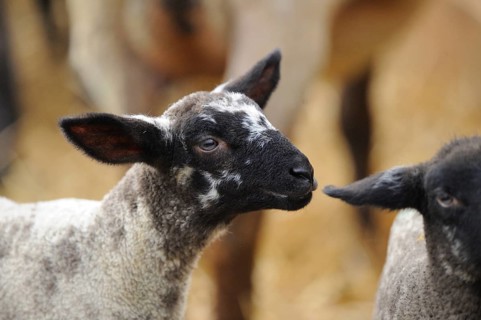 Two lambs side by side, one with a curious expression, in a pen, domestic sheep (Ovis orientalis