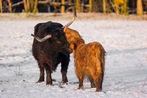 A highland cow (Bos primigenius taurus) grooms her calf on a snow-covered pasture at the edge of