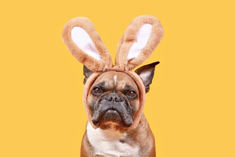 French Bulldog dog wearing Easter bunny costume ears headband on yellow background