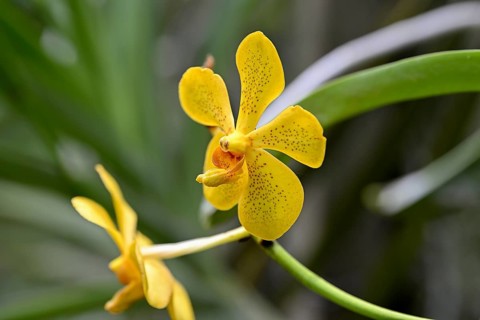 Orchid in Uncle Niyom's orchid garden, flowers, near Wat Saphan, Taling Chan district, Bangkok,