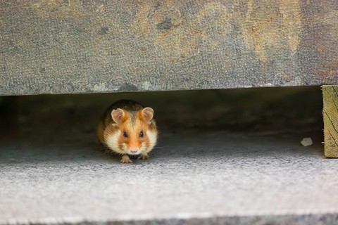 A European hamster (Cricetus cricetus), Eurasian hamster, black-bellied hamster or common hamster,
