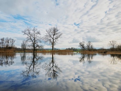 Trees standing in the flooded Lorze, Maschwanden, Canton Zurich, Switzerland, Europe