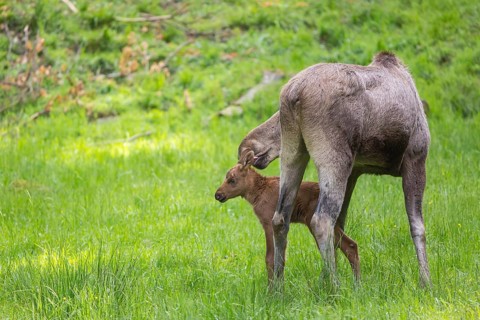 Moose (Alces alces) cow and her 10 days old calf with trees and green grass around
