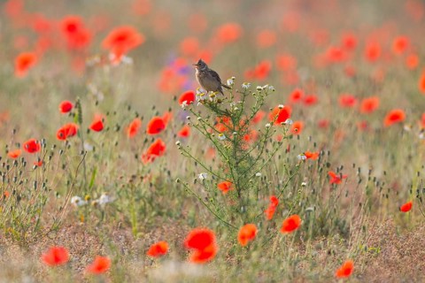 Skylark (Alauda arvensis), adult bird, perched on a Ox-eye daisy plant among flowering poppies, in