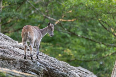 One female Himalayan Tahr (Hemitragus jemlahicus) standing on rocks in a forest. Green forest in