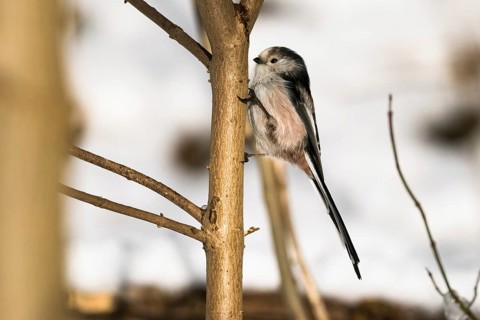 A long-tailed tit (Aegithalos caudatus) sitting upright on a tree trunk in wintry surroundings,