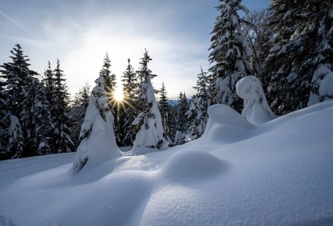 Snow-covered trees in a forest in winter, sun star in the morning, Estergebirge, Bavarian Prealps,