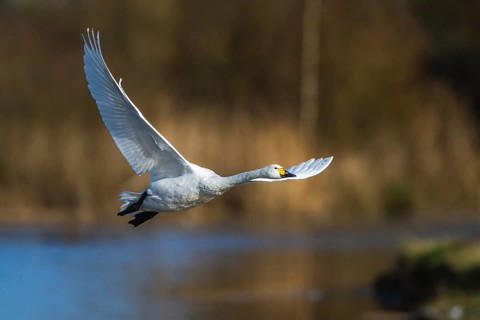 Tundra Swan, Bewick's Swan, Cygnus columbianus in flight at winter in Slimbridge, England, United