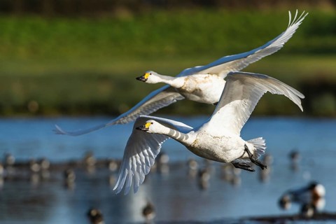 Tundra Swan, Bewick's Swan, Cygnus columbianus in flight at winter in Slimbridge, England, United
