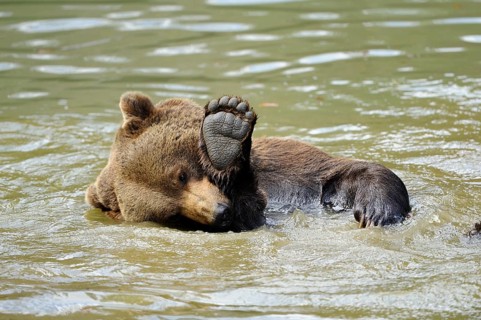 A brown bear lying in the water with one paw casually raised, Eurasian brown bear (Ursus arctos