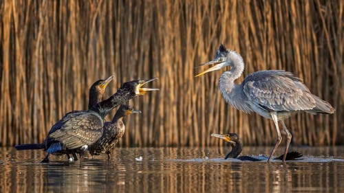 Cormorant (Phalacrocorax carbo) interacting with grey heron (Ardea cinerea), foraging, predators,