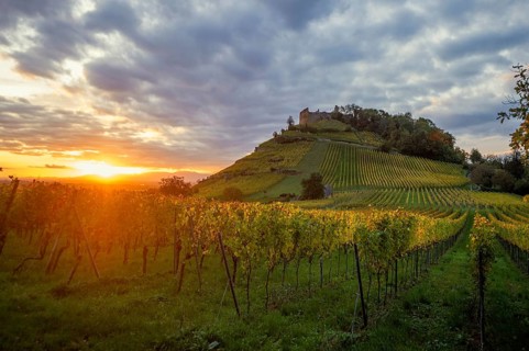 Hilly landscape and castle with vineyards in autumn, sunset, Staufen, Markgräflerland, Black
