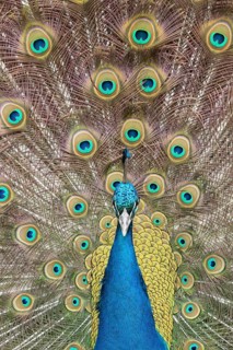 Indian peafowl or Peacock (Pavo cristatus) adult male bird displaying showing its tail feathers,