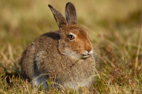 Mountain hare (Lepus timidus) adult animal in its summer coat on a hillside feeding on a Heather
