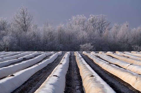 White foil prevents purple and green asparagus heads, controls start of harvest, asparagus field,