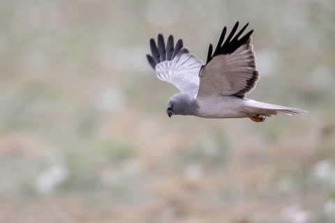 Hen harrier (Circus cyaneus), male, flying, Emsland, Lower Saxony, Germany, Europe