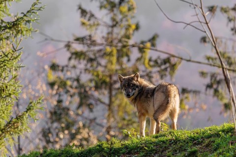 A male grey wolf (Canis lupus lupus) stands on the rim of a hill in backlit condition
