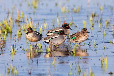 Eurasian Teal (Anas crecca), a group of three male ducks and one female duck, resting on a frozen