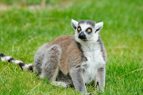 An attentive lemur sits on a green meadow and looks to the side, Ring-tailed Lemur (Lemur catta),