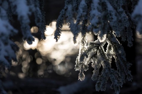 Snow-covered fir branch against the light, atmospheric still life, Erzgebirge, Saxony, Germany,